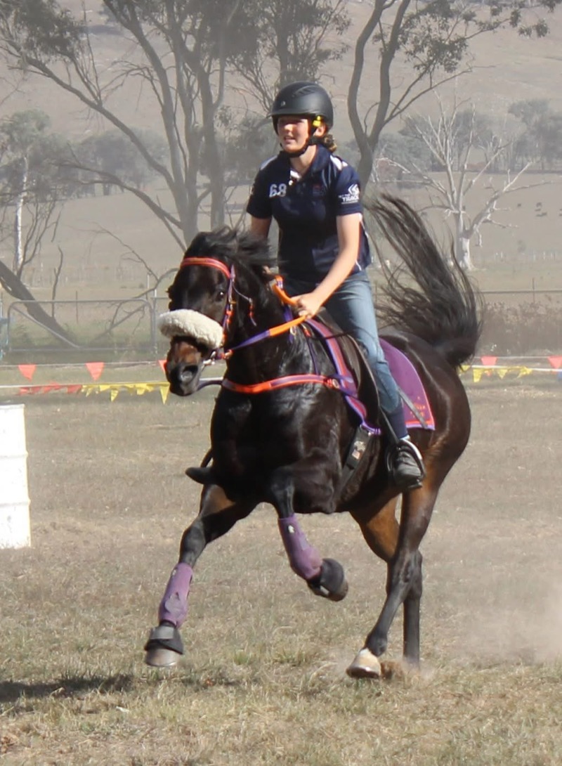 Dark horse in action